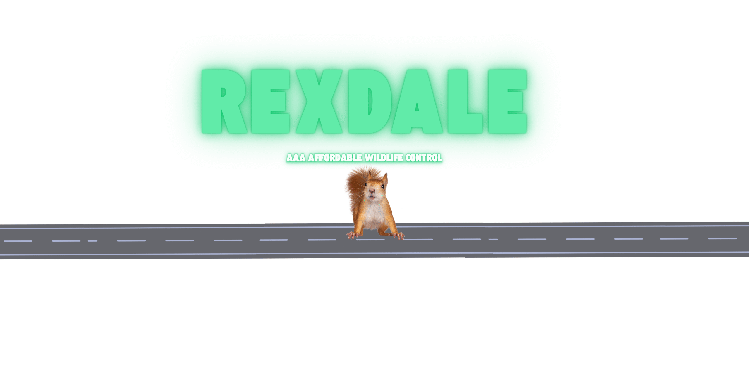 Squirrel Removal Rexdale, Squirrel Removal Near Rexdale