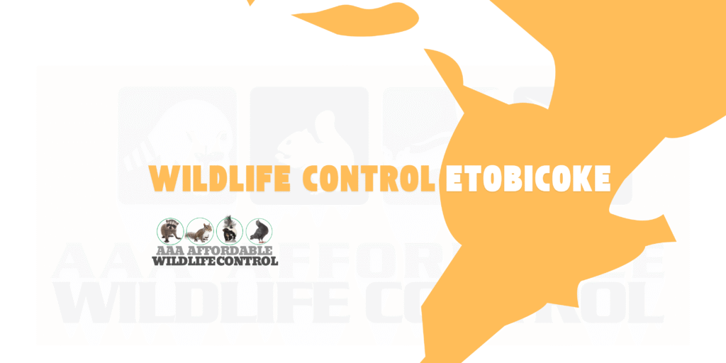 Wildlife Control Etobicoke, Wildlife Removal Etobicoke