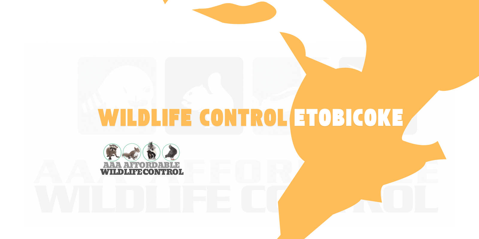Wildlife Control Etobicoke, Wildlife Removal Etobicoke
