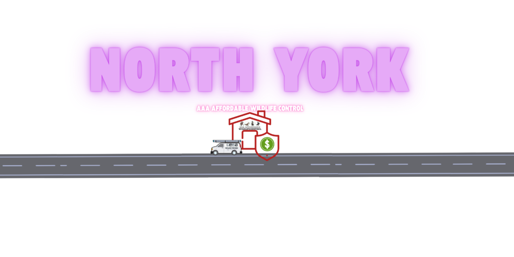 Wildlife Control North York, Wildlife Removal North York, AAA Affordable Wildlife Control Services in North York