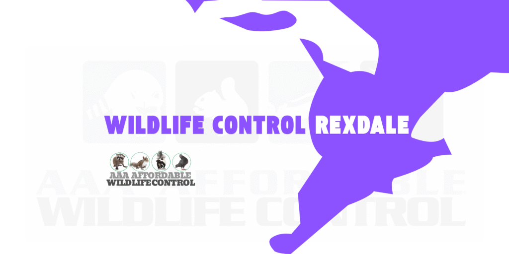 Wildlife Control Rexdale, Wildlife Removal Rexdale