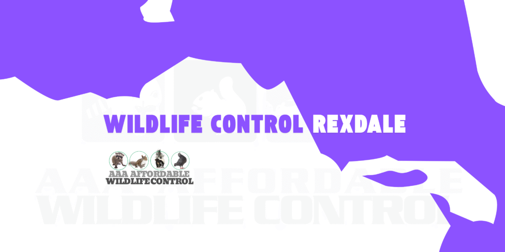 Wildlife Control Rexdale, Wildlife Removal Rexdale