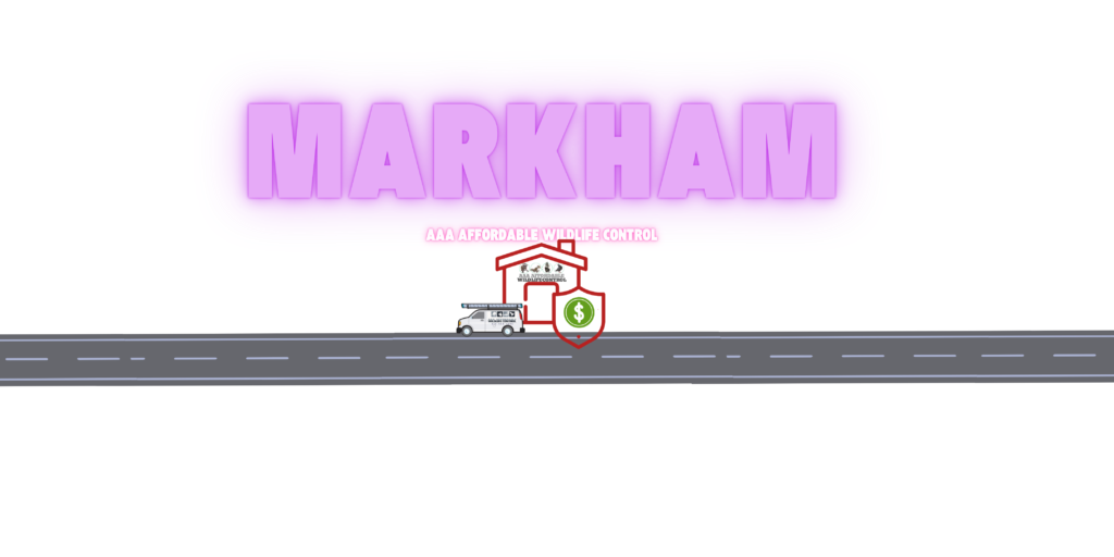Wildlife Control Services in Markham