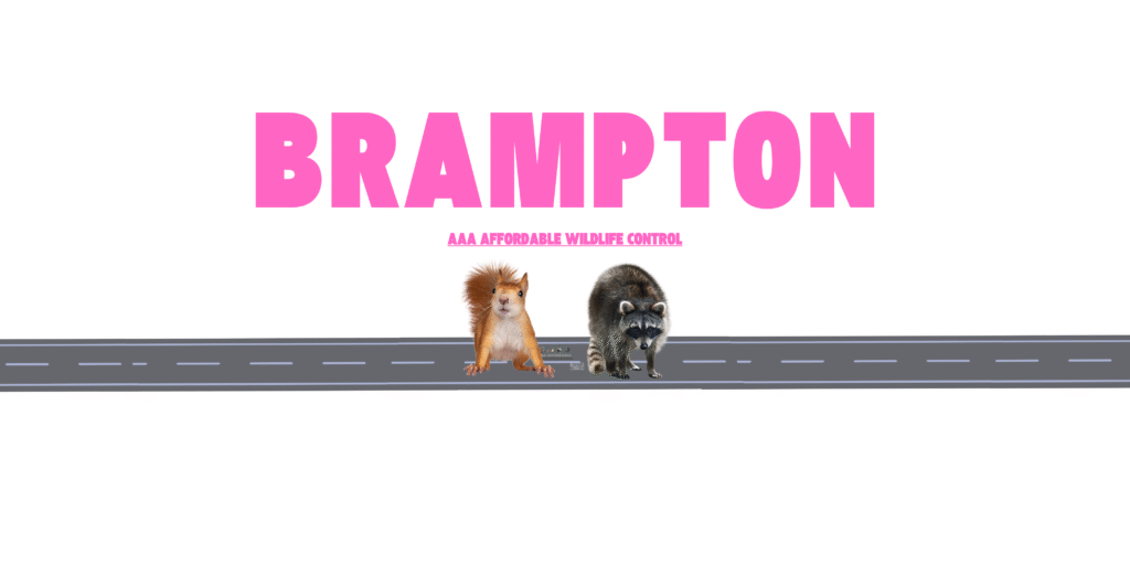Wildlife Control, Wildlife Removal, Brampton Animal Removal Services