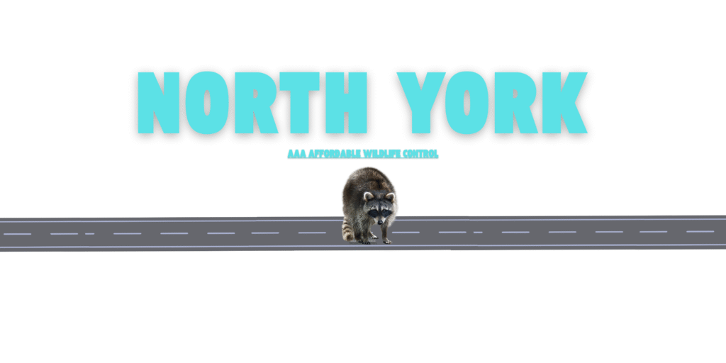 Raccoon Removal North York