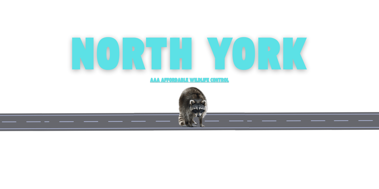 Raccoon Removal North York