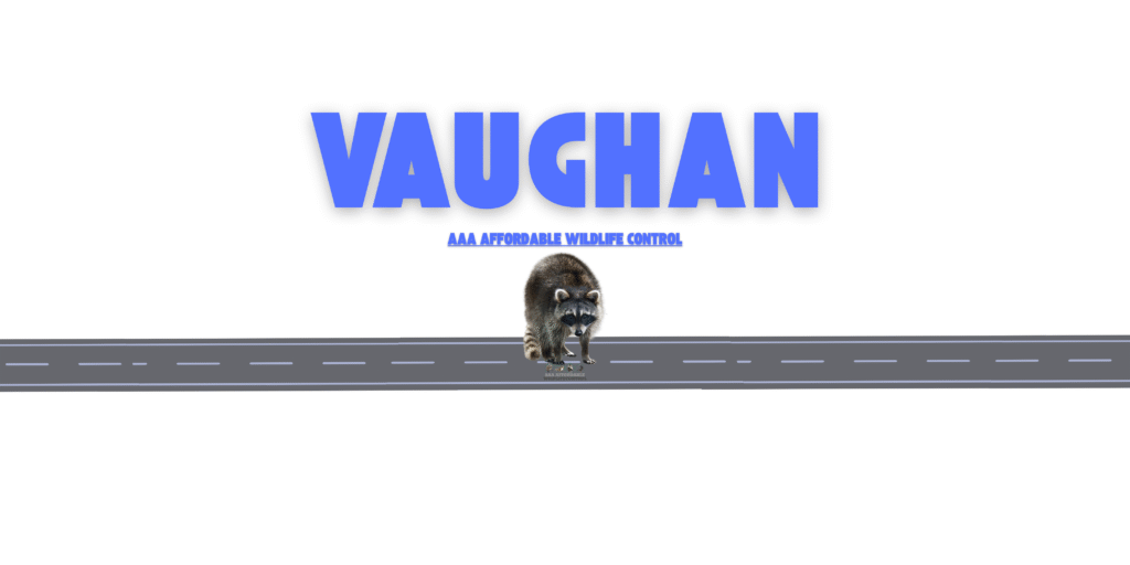 Raccoon Removal Vaughan