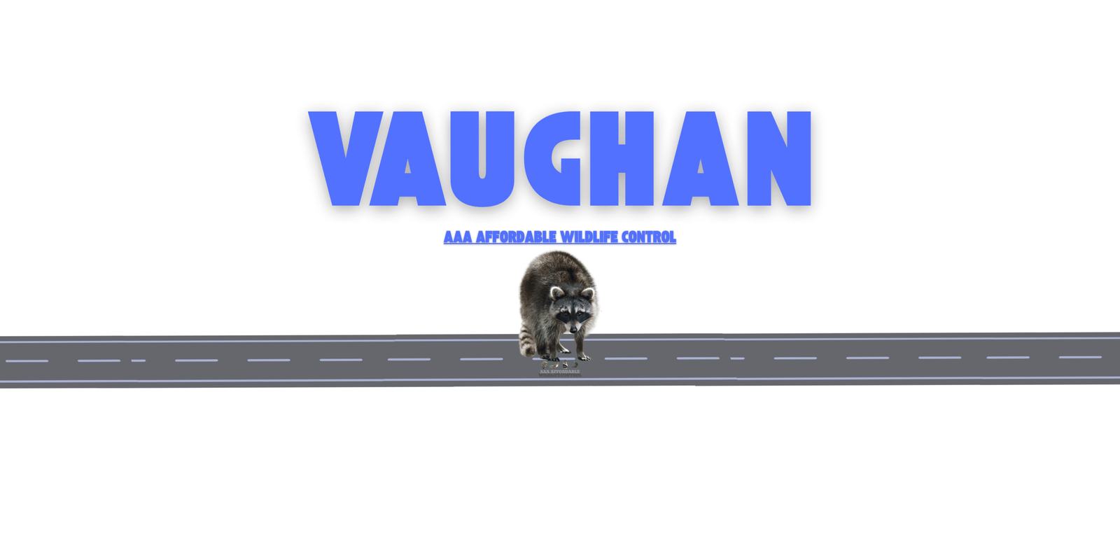 Raccoon Removal Vaughan