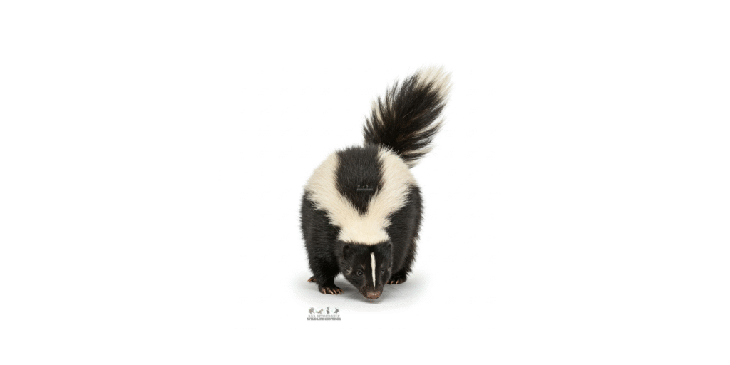 Skunk Removal Toronto Services