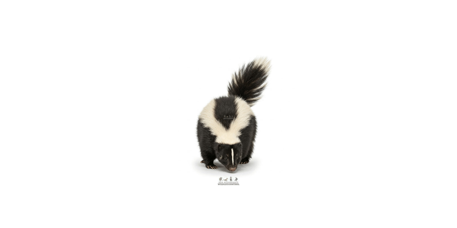 Skunk Removal Toronto Services