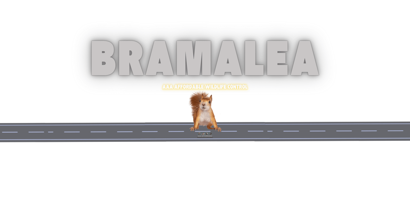 Squirrel Removal Bramalea, Affordable Wildlife Removal Near Bramalea