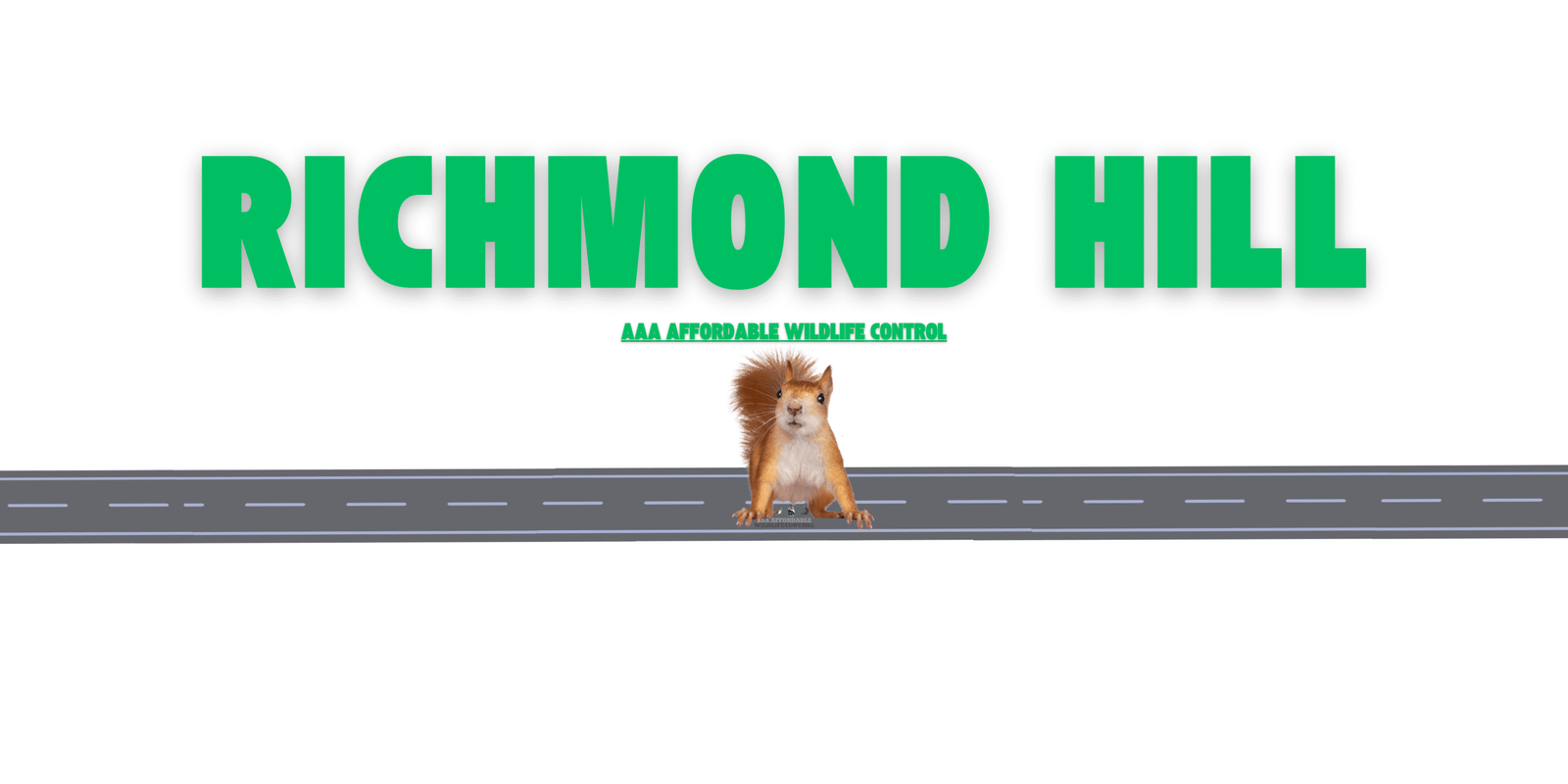 Squirrel Removal Rexdale, Affordable Wildlife Removal in Rexdale
