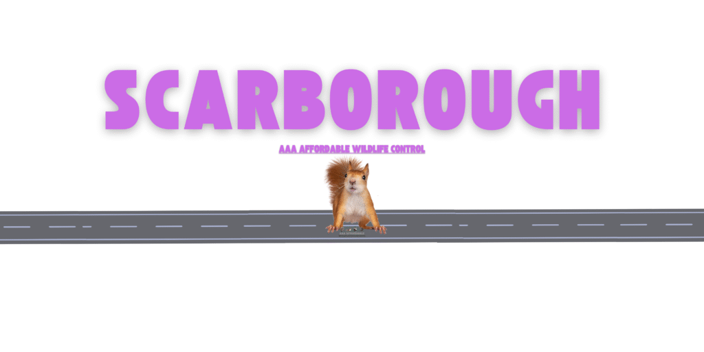 Squirrel Removal Scarborough, Affordable Wildlife Removal
