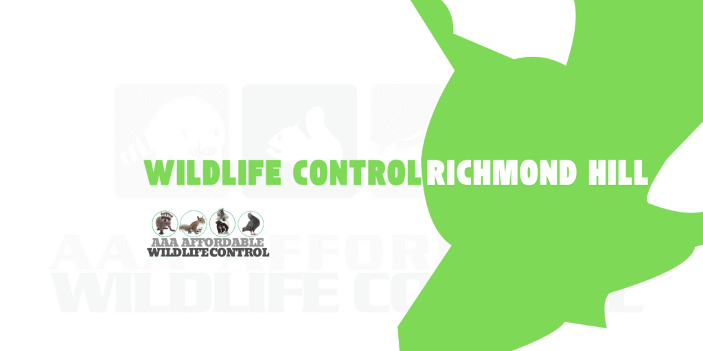 Wildlife Removal Richmond Hill,