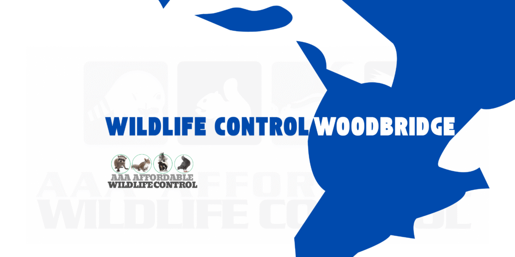 Wildlife Removal Woodbridge, Wildlife Control
