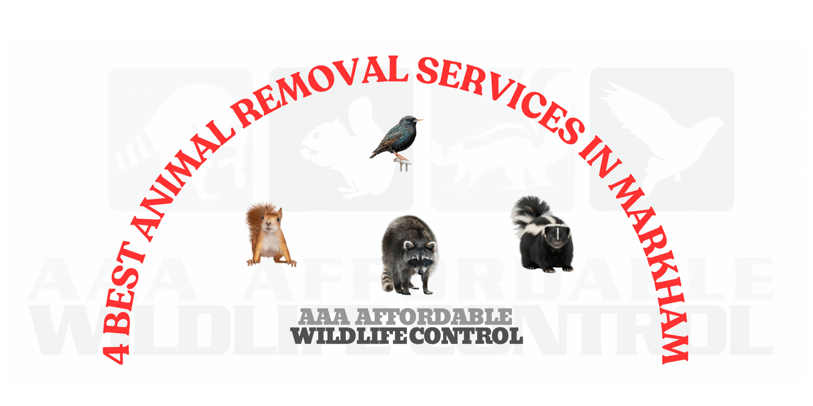 4 Best Animal Removal Services In Markham