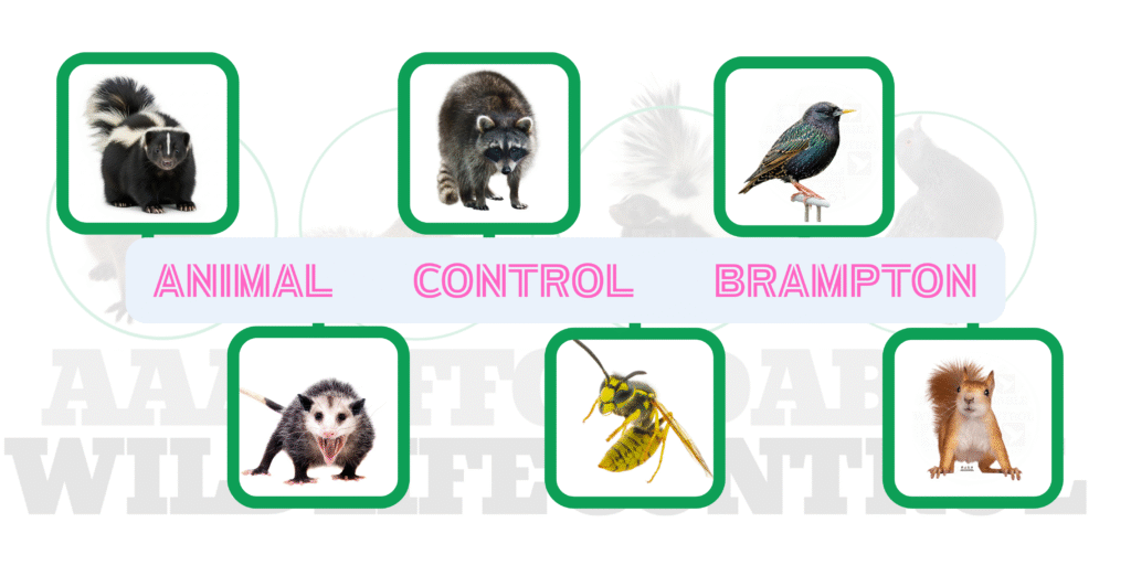 Animal Control Brampton Services