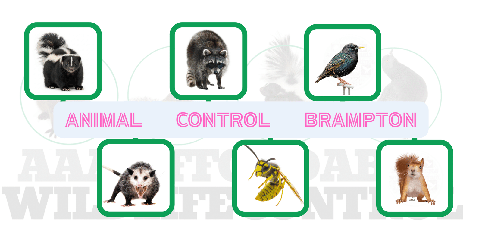 Animal Control Brampton Services