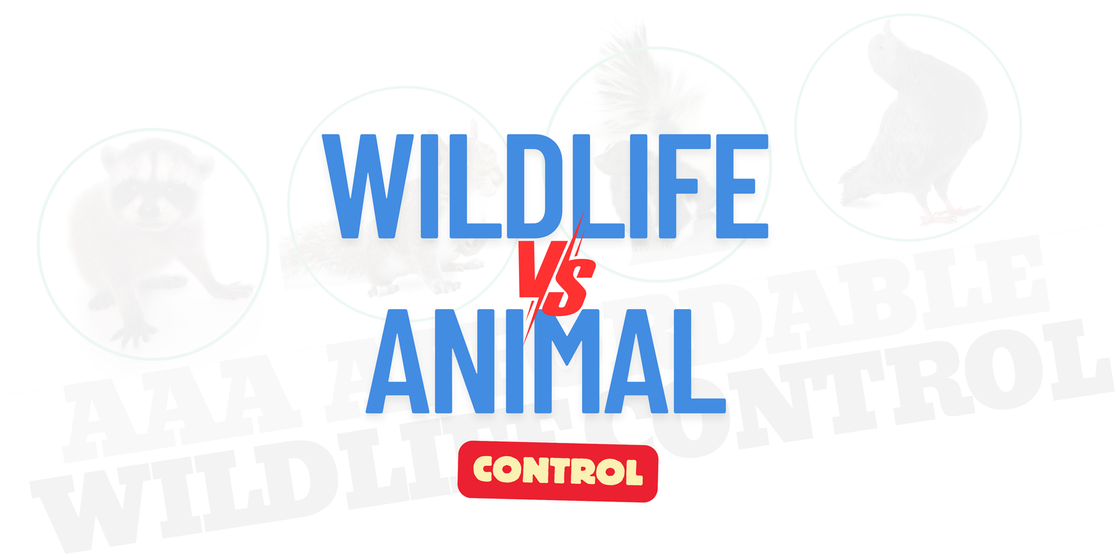 Animal Control Toronto vs Wildlife Control Companies