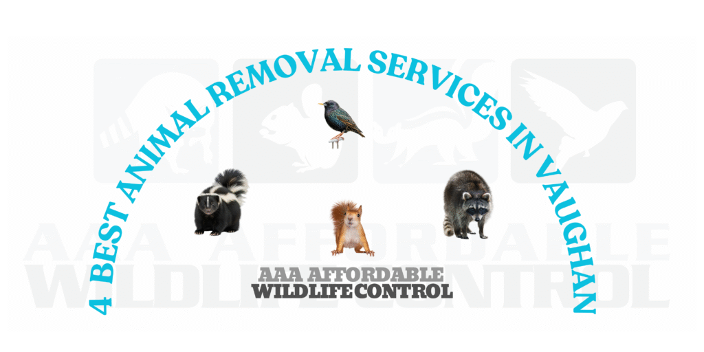 Our 4 Best Wildlife Removal Services in Vaughan