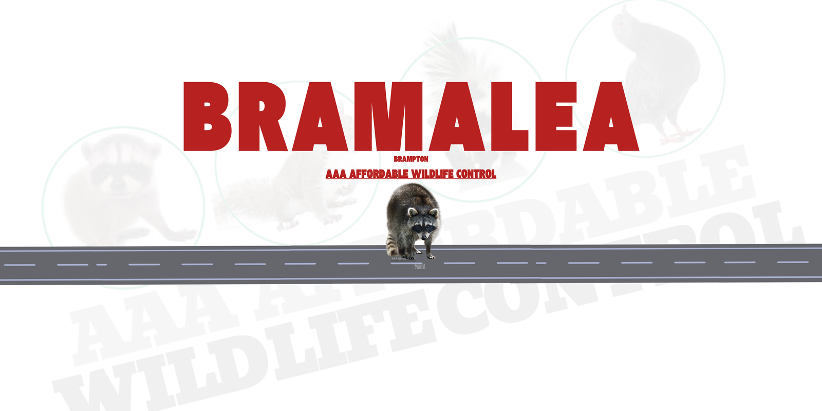 Raccoon Removal Bramalea