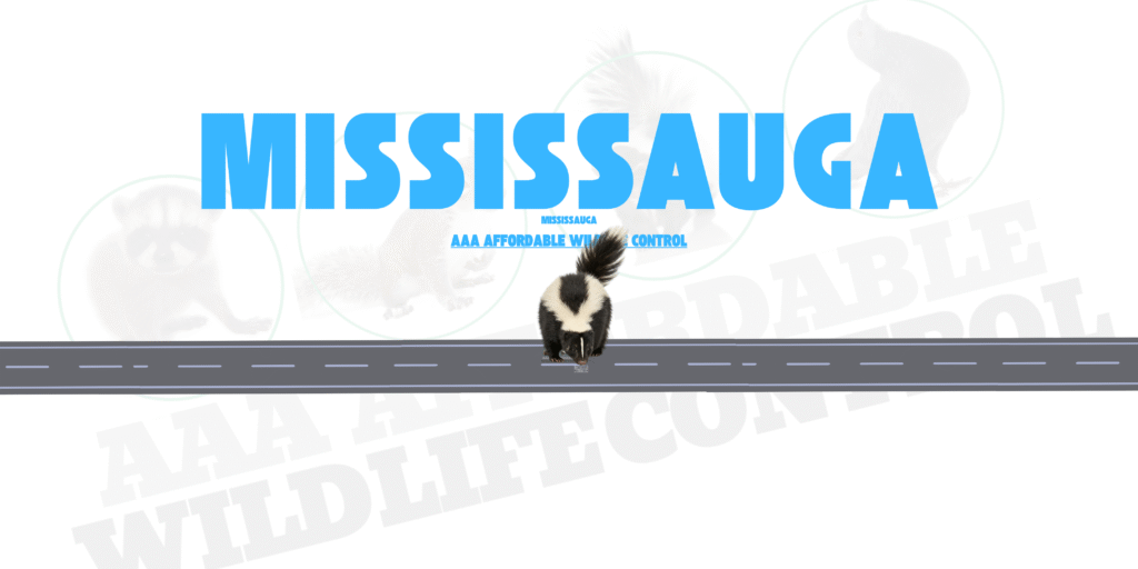 Skunk Removal Mississauga