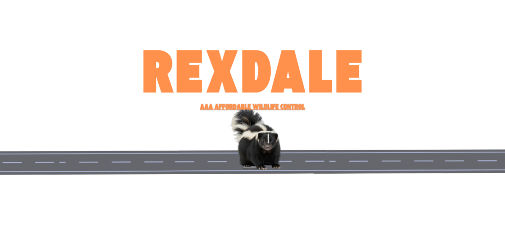 Skunk Removal Rexdale