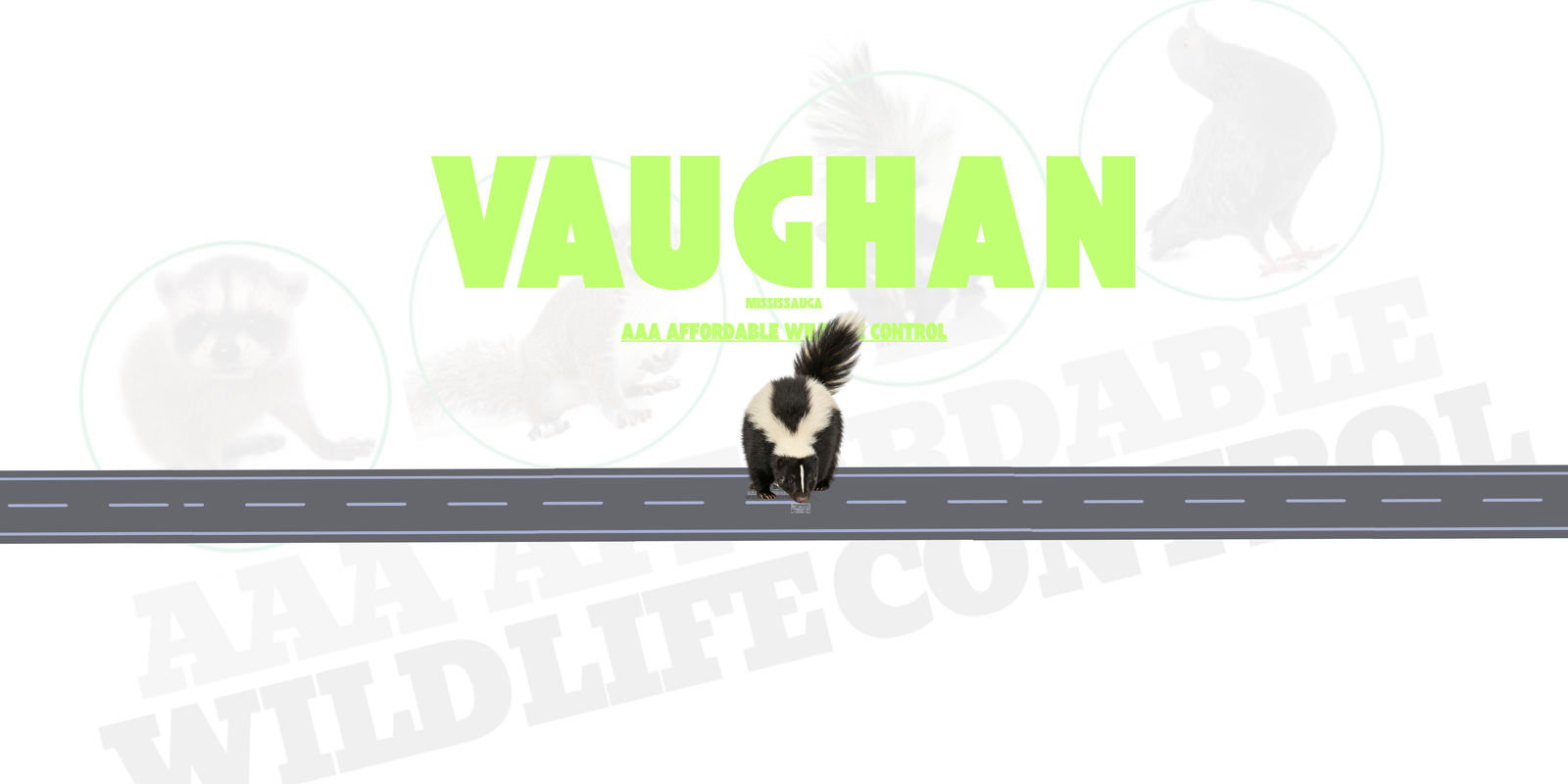 Skunk Removal Vaughan