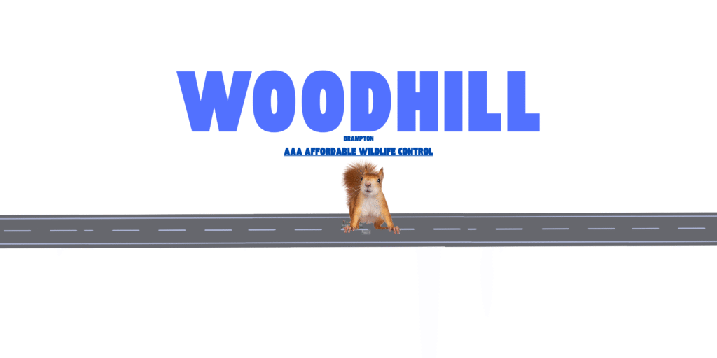 Squirrel Removal Near Woodhill in Brampton
