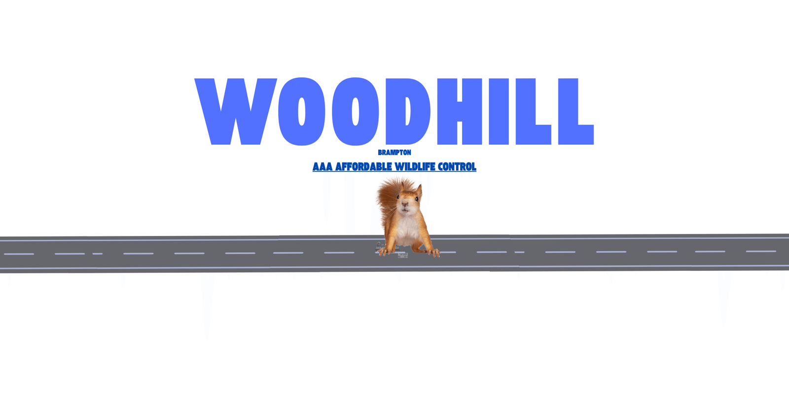 Squirrel Removal Near Woodhill in Brampton