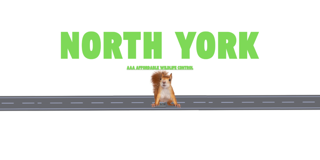 Squirrel Removal North York