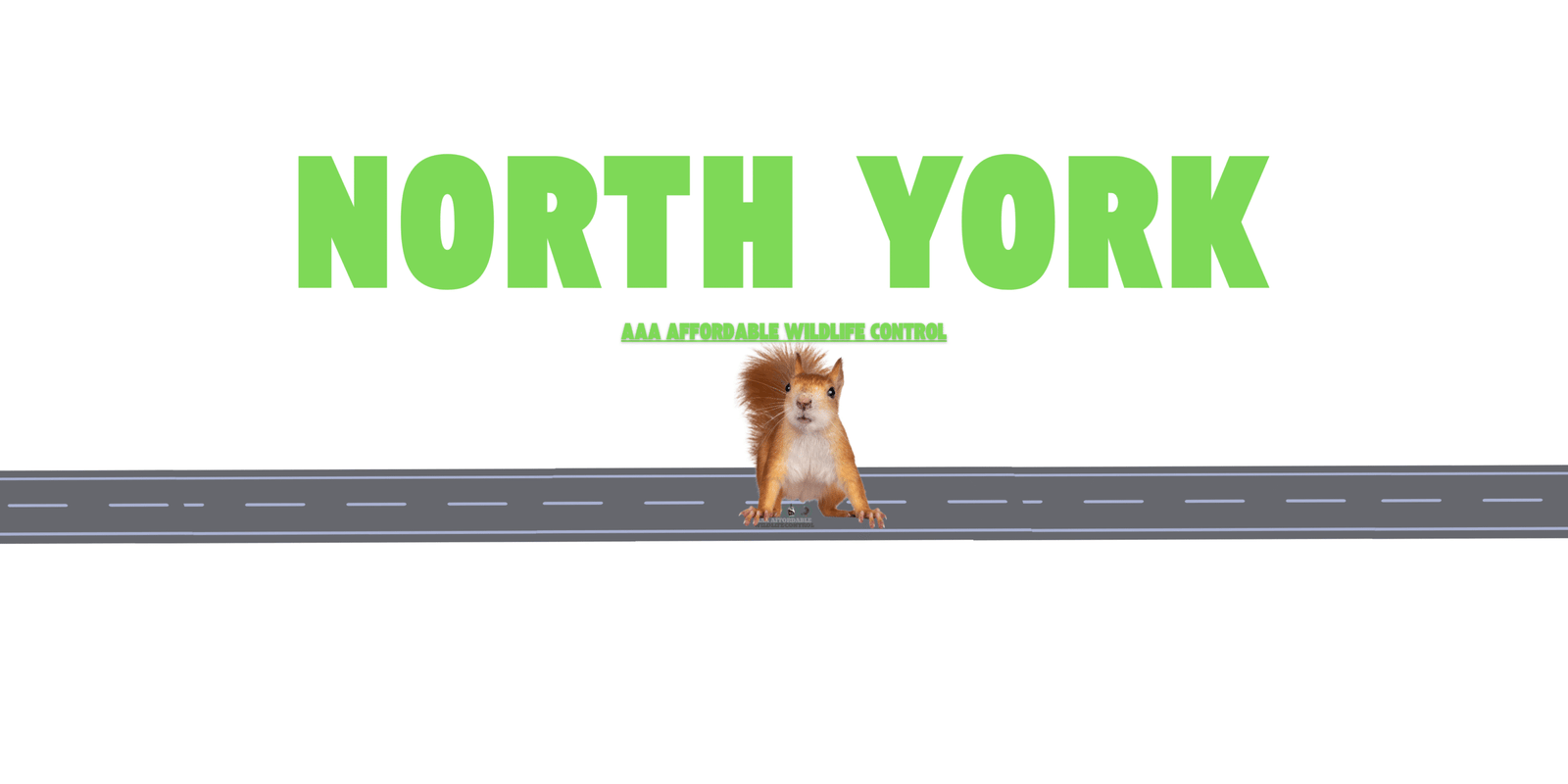 Squirrel Removal North York