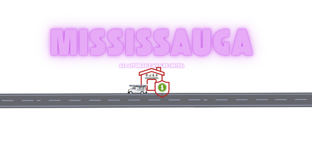 Wildlife Removal Mississauga