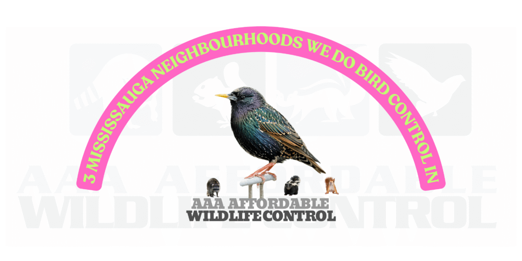 3 Mississauga Neighbourhoods We Do Bird Control In