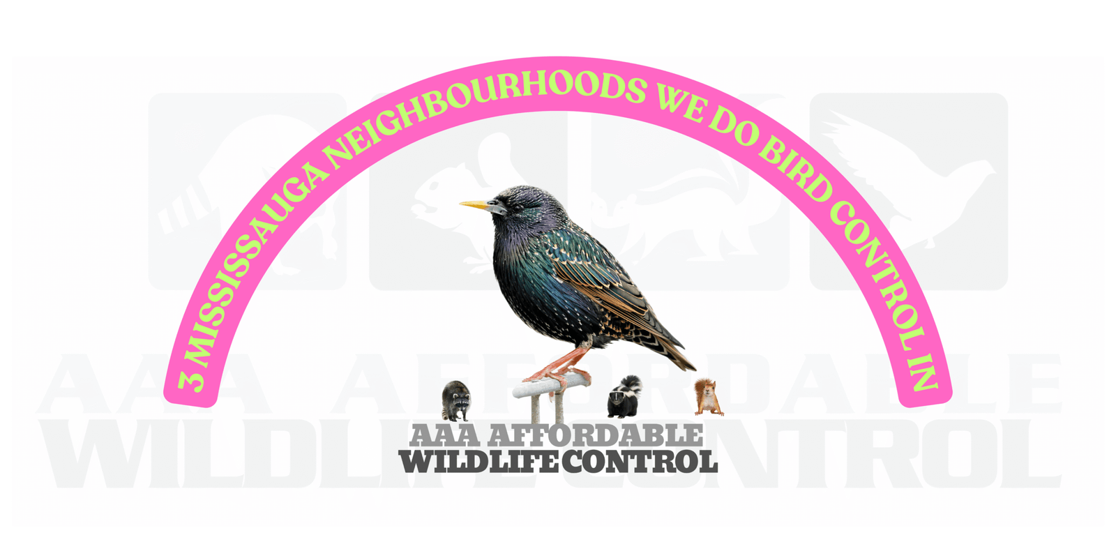 3 Mississauga Neighbourhoods We Do Bird Control In