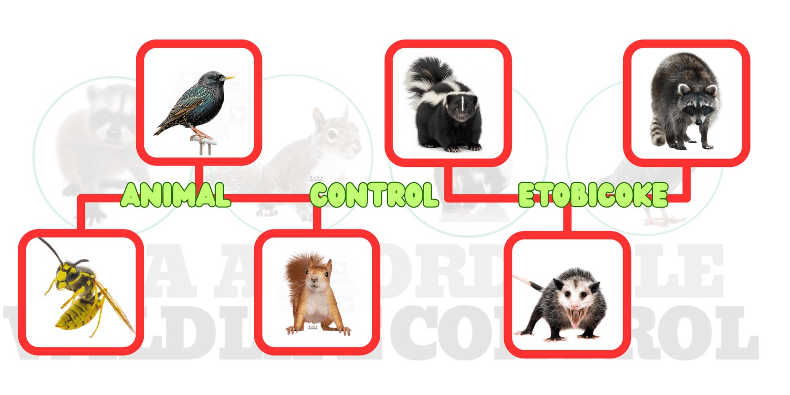 Animal Control Etobicoke, AAA Affordable Wildlife Control