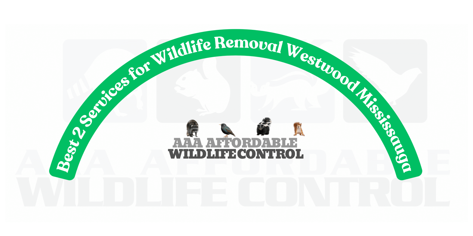 Best 2 Services for Wildlife Removal Westwood Mississauga, AAA Affordable Wildlife Control