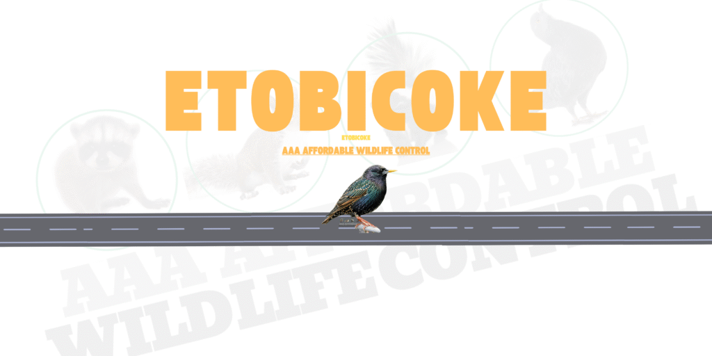 Bird Removal Etobicoke