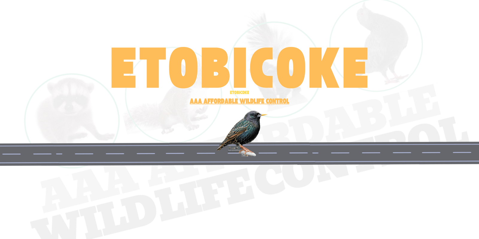 Bird Removal Etobicoke