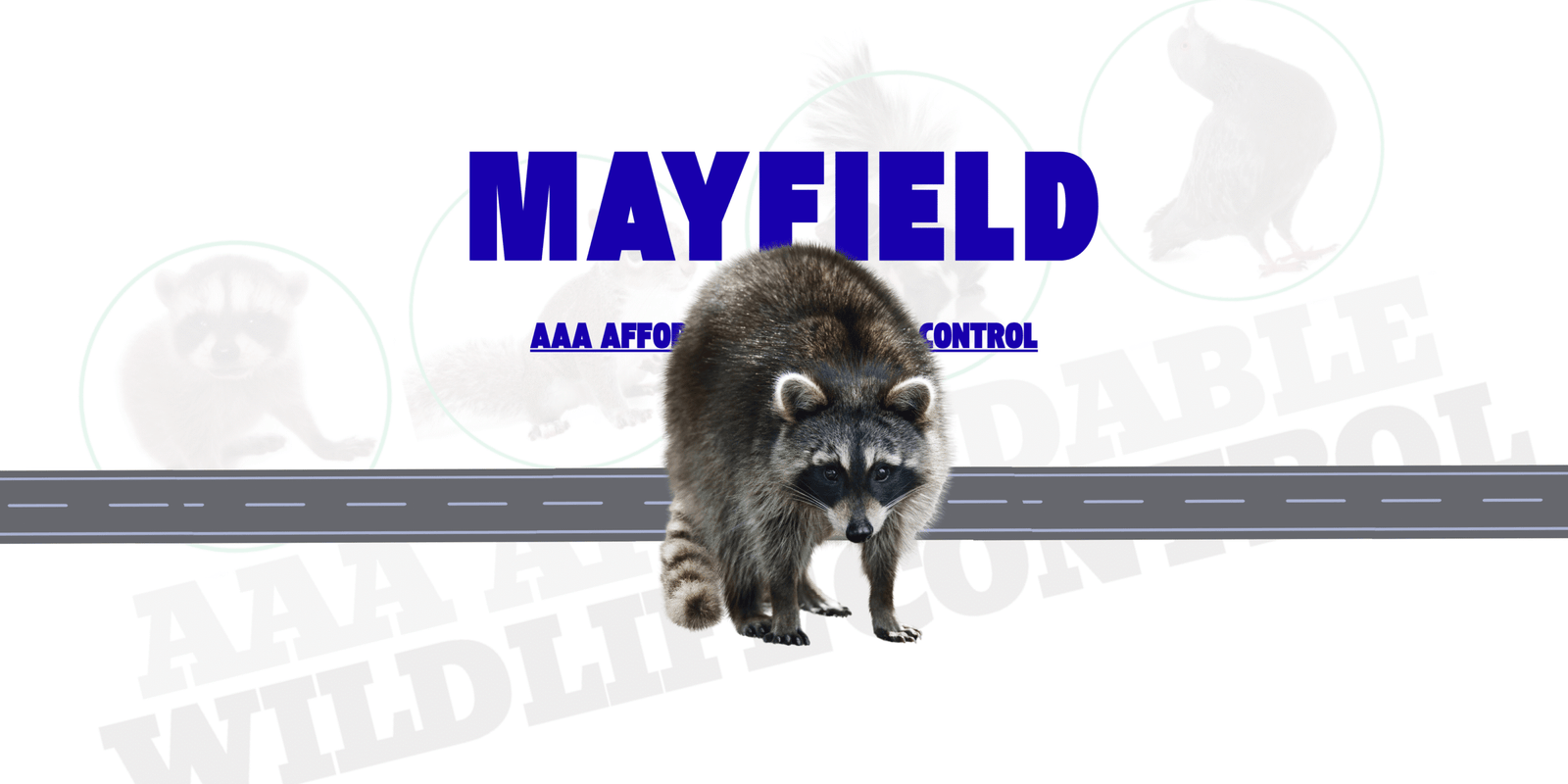 Raccoon Removal Mayfield, AAA Affordable Wildlife Control