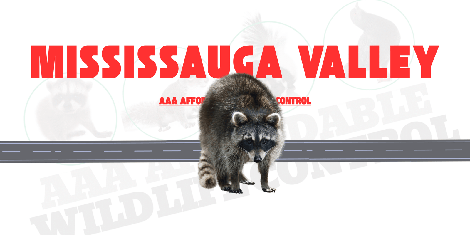 Raccoon Removal Mississauga Valley, AAA Affordable Wildlife Control