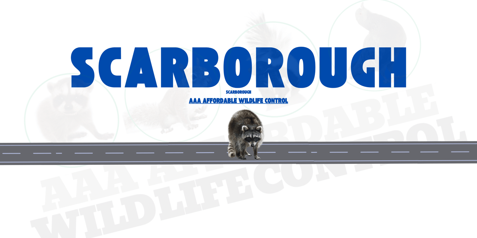 Raccoon Removal Scarborough