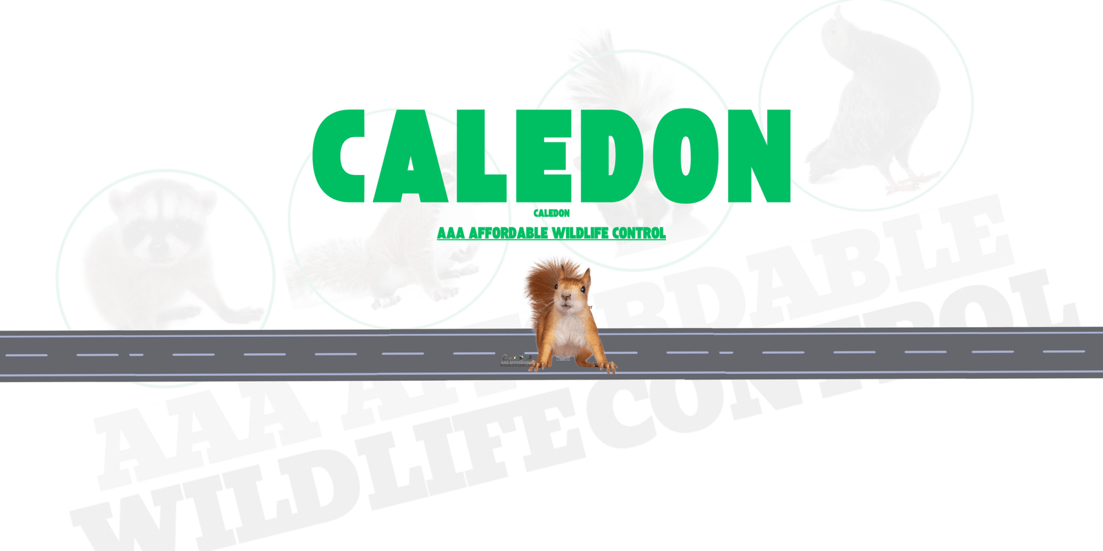Squirrel Removal Caledon, AAA Affordable Wildlife Control