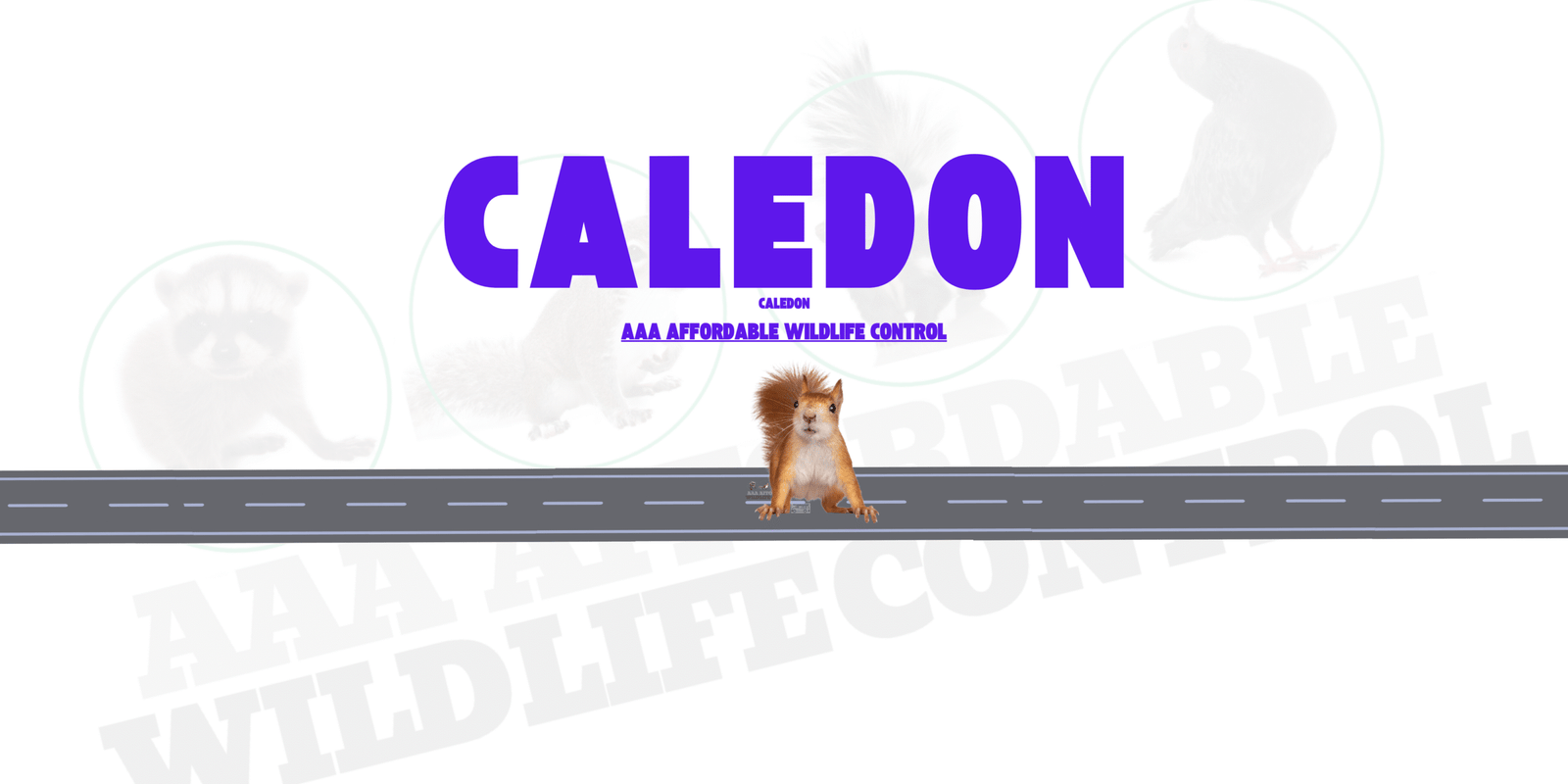 Squirrel Removal Caledon, AAA Affordable Wildlife Control