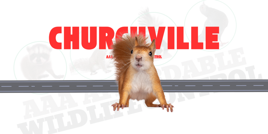 Squirrel Removal Churchville Ontario, AAA Affordable Wildlife Control