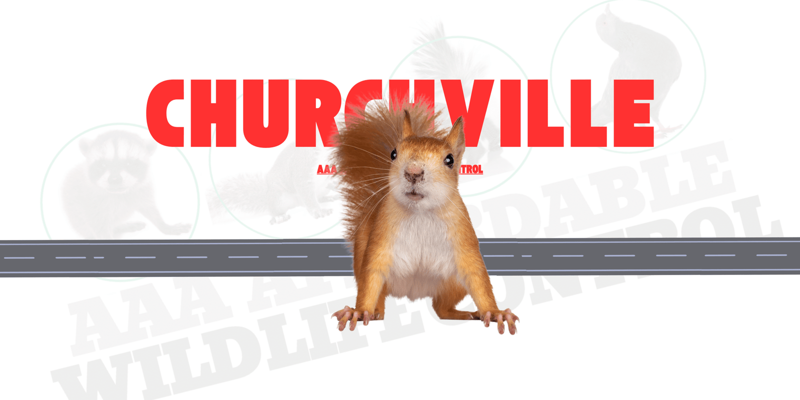 Squirrel Removal Near Churchville Ontario, AAA Affordable Wildlife Control