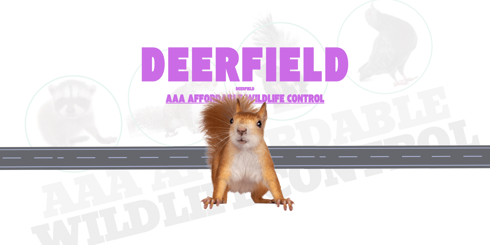 Squirrel Removal Deerfield, AAA Affordable Wildlife Control