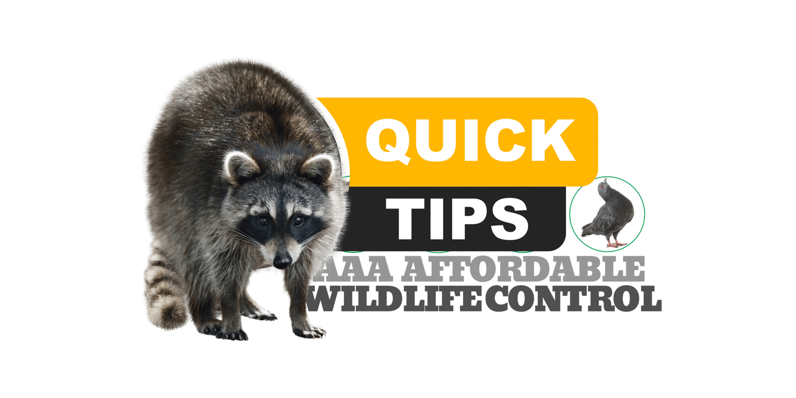 11 Best Wildlife Removal Tips, AAA Affordable Wildlife Control