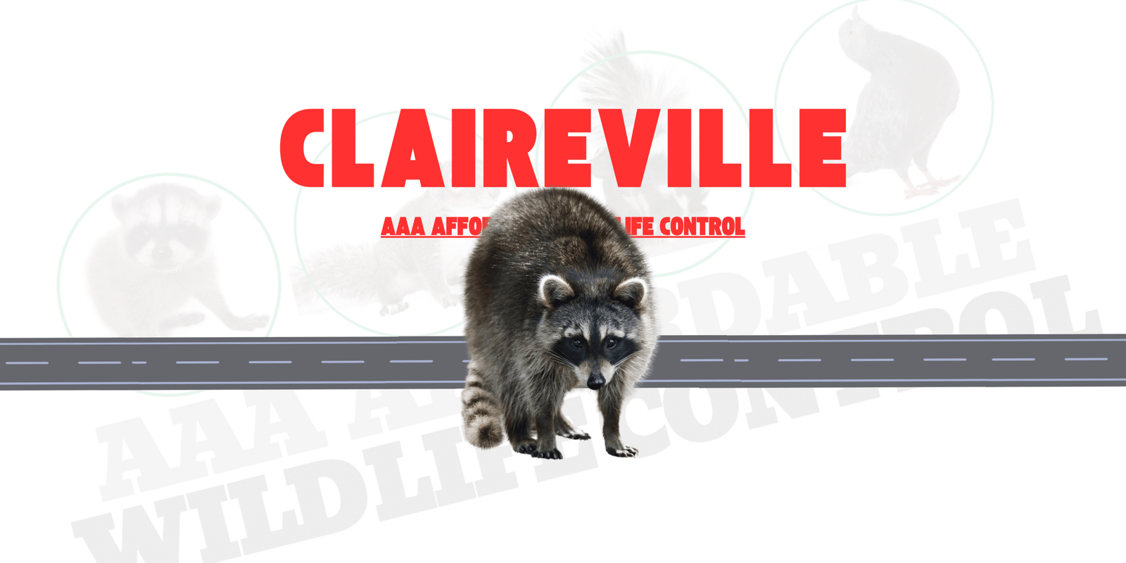 Raccoon Removal Claireville, AAA Affordable Wildlife Control