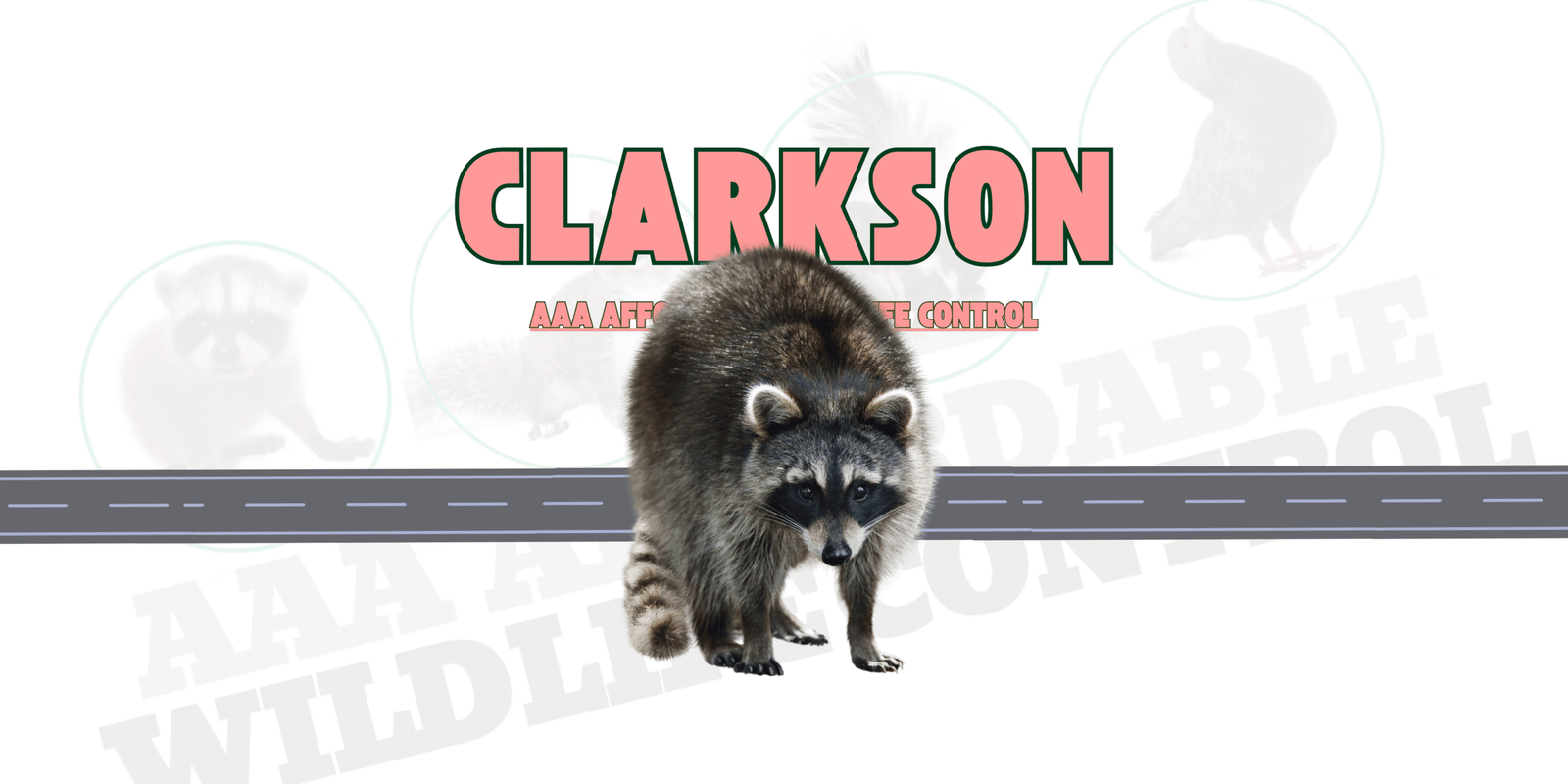 Raccoon Removal Clarkson Mississauga, AAA Affordable Wildlife Control
